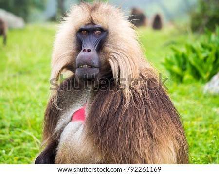 Gelada (Theropithecus gelada) monkeys in Semien Mountains, Ethiopia.