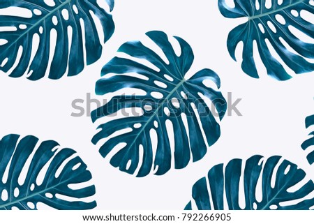 green leaf of a tropical flower monstera isolated on white background.