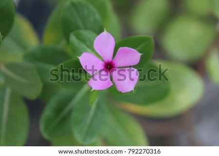 Pink Flower Isolated
