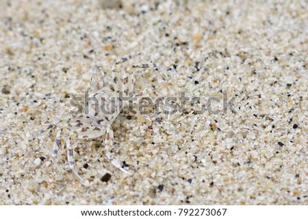 Hidden animal. Camouflaging the sand.
 Royalty-Free Stock Photo #792273067