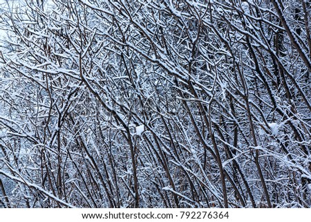 Woods nature landscape in the winter day. Snow covered trees in winter forest. Winter forest with trees. Cold day in snowy winter forest. Amazing photo for banners, cards and wallpapers.
