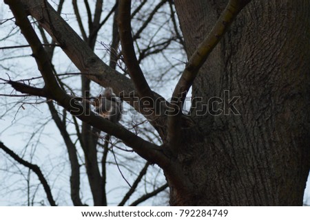 squirrels in park