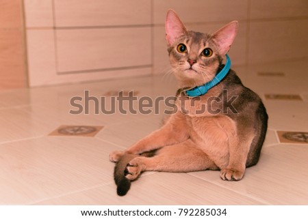 Abyssinian blue cat sitting on the floor