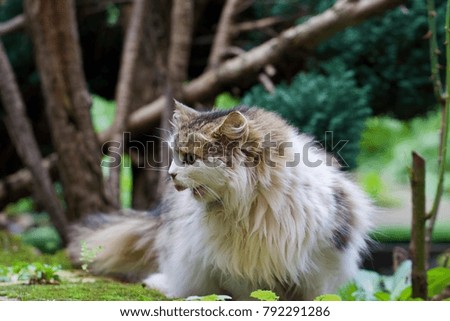 Fluffy Persian cat 