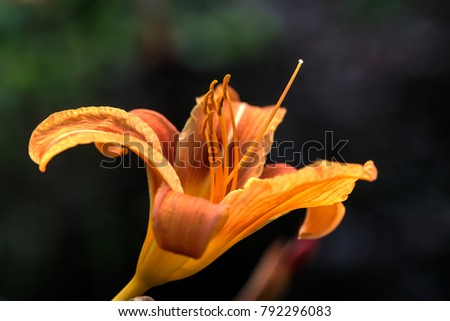 The flower of a red daylily growing in a summer garden.