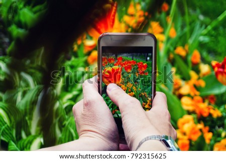 Smartphone photography tulip field
