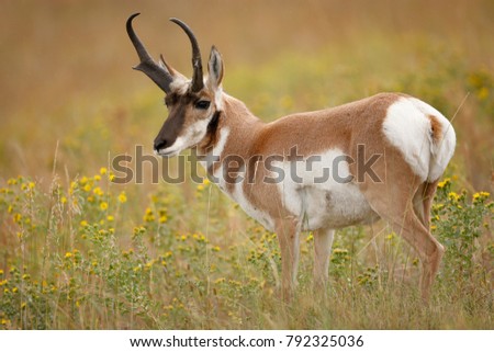 A pronghorn antelope Royalty-Free Stock Photo #792325036