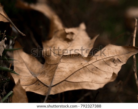 Close up of Autumn leaves 