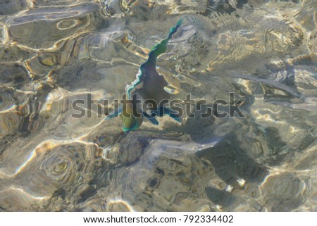 Coloured fish from the surface of the pure water of the red sea in Sharm El Sheakh city in Egypt
