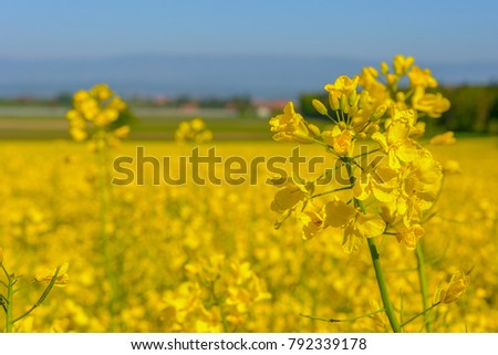 Oilseed field in spring and summer