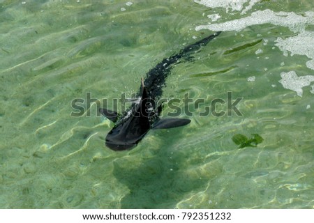 Small black Shark