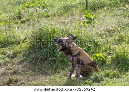Wild dog yawns displaying a set of very sharp and teeth