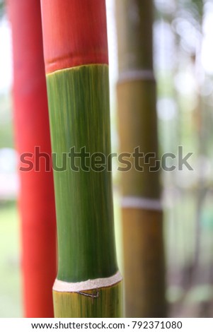 Colorful stalks of bamboo trees composing patterns. Red, green and orange colors. Close up colorful picture of this tropical plant. Decorative natural element in asia. Picture taken in singapore.