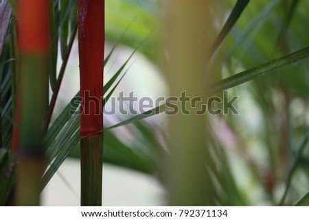 Colorful stalks of bamboo trees composing patterns. Red, green and orange colors. Close up colorful picture of this tropical plant. Decorative natural element in asia. Picture taken in singapore.