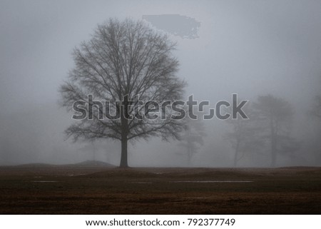 Silhouette of a tree in the fog. 