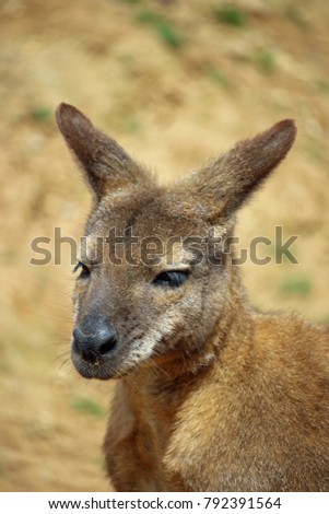 Head and shoulders of a red-necked wallaby (Macropus rufogriseus) sitting dozing in the sunshine with a background of soil.