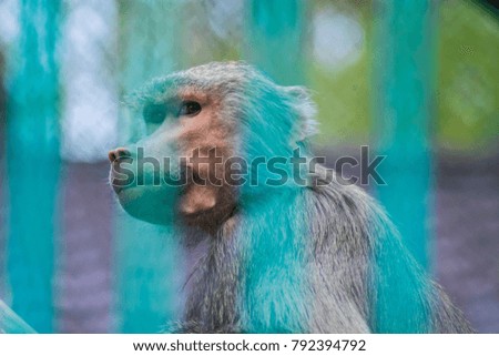 Portrait of a sad monkey looking through the bars of the cage in a zoo. Concept of animal rights, captivity , unhappiness and misery. Picture of a Baboon. 