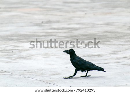 crow close up image
