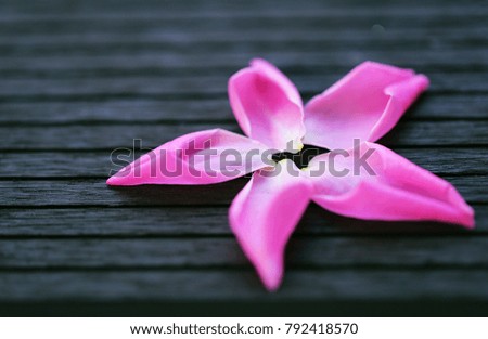 Pink roses petals closeup on wooden texture blur background
