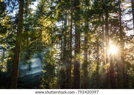Sequoia National Park, California Royalty-Free Stock Photo #792420397