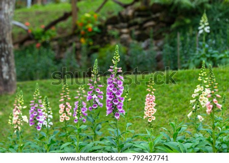  Blooming lupine flower. A field of lupines. Sunlight shines on plants. Violet spring and summer flowers. Gentle warm soft colors  blurred background. Chiang Mai province,Thailand.