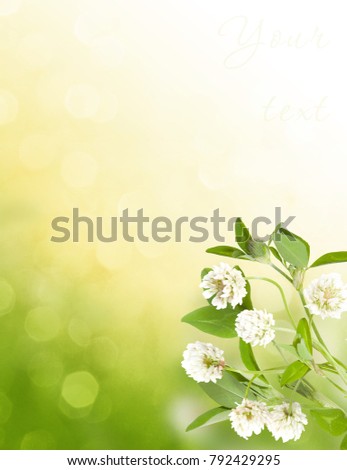 Sunny background with clover flowers. Flowers on bokeh background, copy space. Spring or summer theme