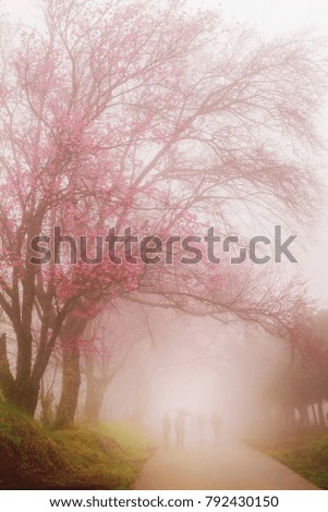 Beautiful lines mist in wild Himalayan Cherry,Prunus cerasoides flower Sakura thailand blossoms on khunwang ,Chiang Mai,Thailan