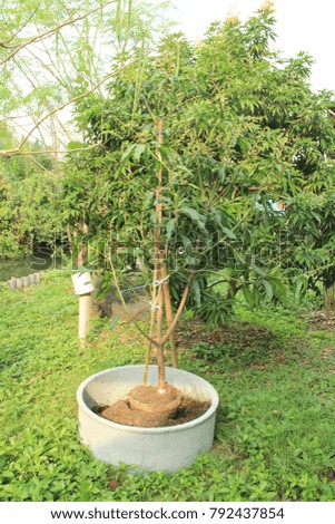 manga tree in pot 