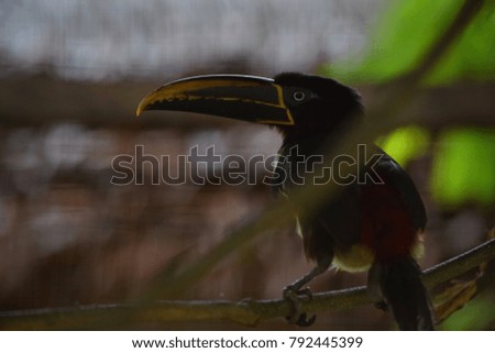 A toucan native to the Amazon rainforests