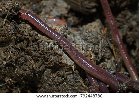 High resolution close up macro photography group of earthworm or nightcrawler adventure and drill in fertile soil with copy space. Flash light made to show how earthworm challenges their life in soil.