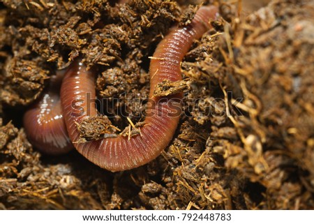 High resolution close up macro photography group of earthworm or nightcrawler adventure and drill in fertile soil with copy space. Flash light made to show how earthworm challenges their life in soil. Royalty-Free Stock Photo #792448783
