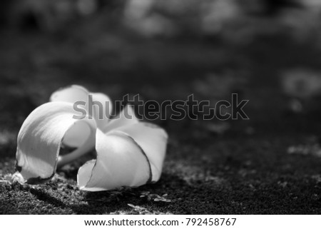 Black and White Mode - White flower (Plumeria) falling on ground floor in the garden.  Feel sad, Rest in peace (RIP). Copy space.