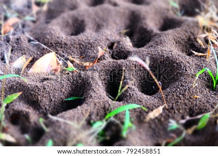 Ant's nest, close-up ant's nest