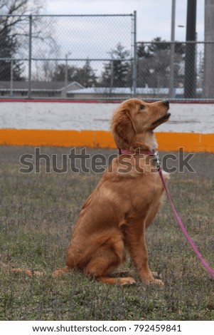 A young golden retriever sits obediently waiting for a tennis ball in an outdoor ice skating rink.  