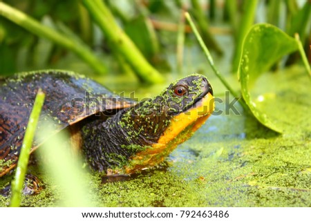 Blandings Turtle (Emydoidea blandingii) in marsh habitat in northern Illinois Royalty-Free Stock Photo #792463486