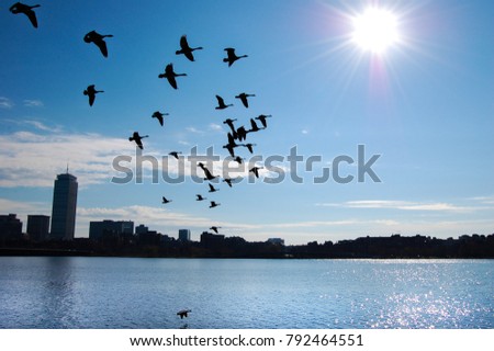 silhouette skyline of Boston and birds in flight on Charles River