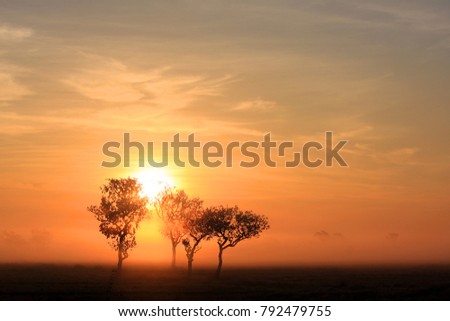 Trees silhouette background in the dark field. Beautiful natural landscape tropical at northeast, thailand.
