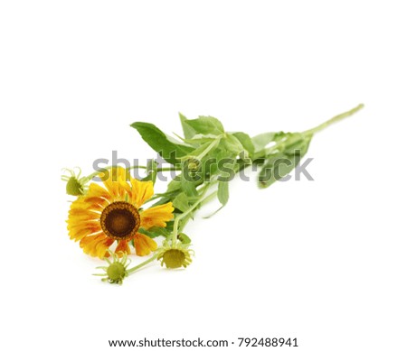 Yellow daisy flower isolated over the white background