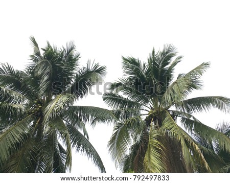 coconut trees This is coconut tree isolated on white background with clipping path.