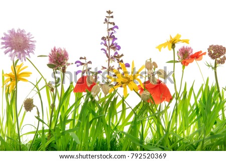 Closeup from a wild flower meadow, white background, wildflowers and blossoms
