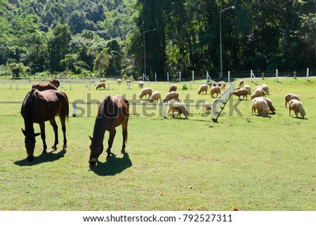 Horses on the Farm, Grazing horses