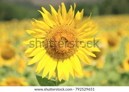 sunflower on the sunny day