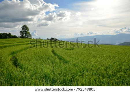 Landscape rice field with fluffy cloud sky