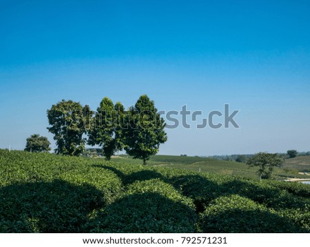 Beautiful nature with tree and blue sky in  tea farm at Chiang Rai,Thailand.