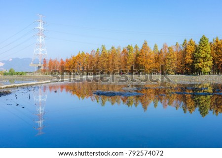 beautiful water reflection of Plumeria pines(autumn orange trees) at big blue sky background in Taiwan.