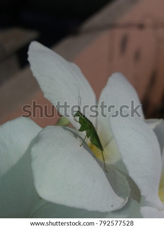 Grasshopper closeup picture