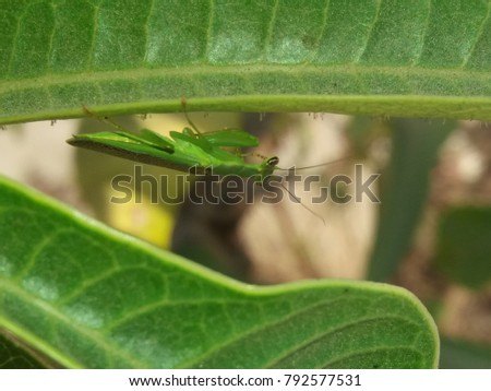 Grasshopper closeup picture