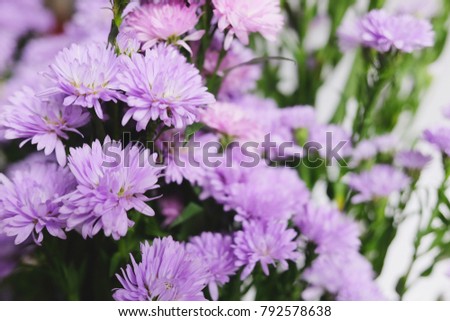Purple Marguerite daisy flowers blooming decorate in natural garden background.Felicia amelloides (Blue Marguerite). Ultra violet color of 2018. Copy space