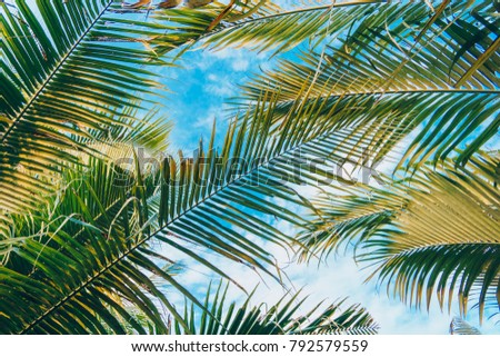 Uprisen angle view of coconut leaves with fresh color of blue sky background of the beach