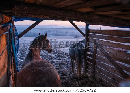 Horse in stable in winter morning. Rural scenery, farmland